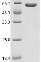Human natriuretic peptide B (NPPB), Biotinylated Recombinant Protein - BioCrest Sci
