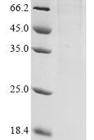 Mouse Semaphorin-4C (Sema4c), partial Recombinant Protein - BioCrest Sci