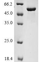 Mouse Nicotinamide phosphoribosyltransferase (Nampt) Recombinant Protein, N-10His - BioCrest Sci