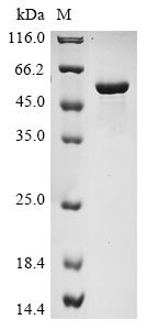 Mouse Nicotinamide phosphoribosyltransferase (Nampt) Recombinant Protein, N-10His, Mus musculus (Mouse), Yeast, N-terminal 10xHis-tagged, 57.9 kDa, purity >≥ 85% as determined by SDS-PAGE.