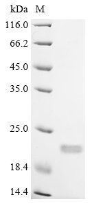Mouse Interleukin-18 (Il18) (N36H,M85A,K87G,E90R,V91A,L94K) Recombinant Protein, Mus musculus (Mouse), Yeast, N-terminal 10xHis-tagged, 20.5 kDa, purity >≥ 85% as determined by SDS-PAGE.