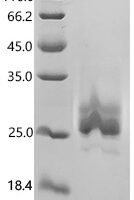 Human Leukocyte-associated immunoglobulin-like receptor 1 (LAIR1), partial Recombinant Protein - BioCrest Sci