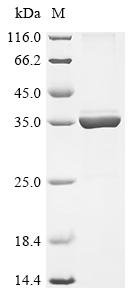 Rhizobium meliloti Nodulation protein H (nodH) Recombinant Protein, Rhizobium meliloti (Ensifer meliloti) (Sinorhizobium meliloti), E.coli, N-terminal 10xHis-tagged and C-terminal Myc-tagged, 36.1 kDa, purity >≥ 85% as determined by SDS-PAGE.