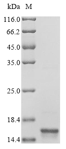 Mouse Transthyretin (Ttr) Recombinant Protein, Mus musculus (Mouse), Yeast, N-terminal 6xHis-tagged, 15.7 kDa, purity >≥ 90% as determined by SDS-PAGE.