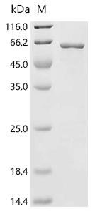 Streptococcus mutans serotype c UDP-N-acetylmuramoyl-L-alanyl-D-glutamate--L-lysine ligase (murE) Recombinant Protein, Streptococcus mutans serotype c (strain ATCC 700610 / UA159), E.coli, C-terminal 6xHis-tagged, 60.9 kDa, purity >≥ 90% as determined by SDS-PAGE.