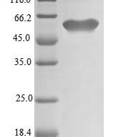 Arabidopsis thaliana UDP-glycosyltransferase 78D1 (UGT78D1) Recombinant Protein, N-10His, aa 1–453, E.coli - BioCrest Sci