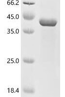 Mouse Filamin-A (Flna), partial Recombinant Protein, C-His - BioCrest Sci
