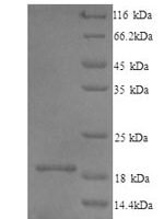 Mouse Interleukin-1 family member 10 (Il1f10) Recombinant Protein - BioCrest Sci