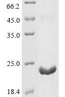 Escherichia phage lambda Capsid decoration protein (D), partial Recombinant Protein, N-His-KSI - BioCrest Sci