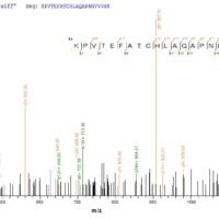 Rat Serotransferrin (Tf) Recombinant Protein - BioCrest Sci