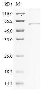 Mouse Olfactomedin-4 (Olfm4) Recombinant Protein, Mus musculus (Mouse), E.coli, N-terminal 6xHis-tagged, 58.1 kDa, purity >≥ 85% as determined by SDS-PAGE.