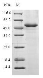 Human Anaphase-promoting complex subunit 10 (ANAPC10) Recombinant Protein, Homo sapiens (Human), E.coli, N-terminal GST-tagged, 48.1 kDa, purity >≥ 90% as determined by SDS-PAGE.