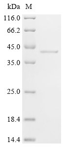 Mouse Deoxyribonuclease gamma (Dnase1l3) Recombinant Protein, Mus musculus (Mouse), E.coli, C-terminal 6xHis-tagged, 40.1 kDa, purity >≥ 95% as determined by SDS-PAGE.