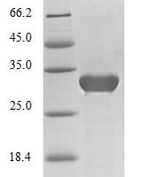 Mouse Chymotrypsin-like elastase family member 3B (Cela3b) Recombinant Protein, N-10His/C-Myc - BioCrest Sci