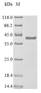 Human ATP synthase F(1) complex subunit gamma, mitochondrial (ATP5F1C) Recombinant Protein, Homo sapiens (Human), E.coli, N-terminal 10xHis-tagged and C-terminal Myc-tagged, 37.6 kDa, purity >≥ 85% as determined by SDS-PAGE.