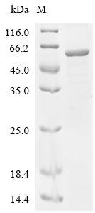 Human Protein FAM234A (FAM234A), partial Recombinant Protein, Homo sapiens (Human), E.coli, C-terminal 6xHis-tagged, 58.6 kDa, purity >≥ 85% as determined by SDS-PAGE.