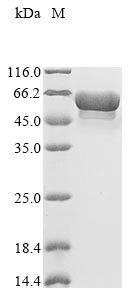 Helicobacter pylori 60 kDa chaperonin (groL), partial Recombinant Protein, Helicobacter pylori (strain HPAG1), E.coli, N-terminal 10xHis-tagged and C-terminal Myc-tagged, 61.7 kDa, purity >≥ 85% as determined by SDS-PAGE.