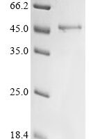 Cat Growth/differentiation factor 8 (MSTN) Recombinant Protein - BioCrest Sci