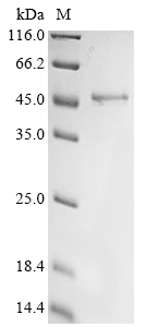 Cat Growth/differentiation factor 8 (MSTN) Recombinant Protein, Felis catus (Cat) (Felis silvestris catus), Mammalian cell, N-terminal 10xHis-tagged, 44.2 kDa, purity >≥ 90% as determined by SDS-PAGE.
