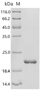 Human X antigen family member 1 (XAGE1A) Recombinant Protein, E.coli, C-terminal 6xHis-tagged, 16.0 kDa, purity >≥ 95% as determined by SDS-PAGE.