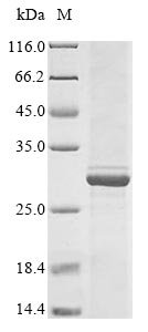 Human Blood group Rh (D) polypeptide (RHD), partial Recombinant Protein, N-GST, Homo sapiens (Human), Mammalian cell, N-terminal GST-tagged, 29.6 kDa, purity >≥ 85% as determined by SDS-PAGE.
