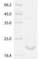 Rat Muellerian-inhibiting factor (Amh) Recombinant Protein - BioCrest Sci