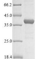 Bovine Interferon-inducible double stranded RNA-dependent protein kinase activator A (PRKRA) Recombinant Protein - BioCrest Sci