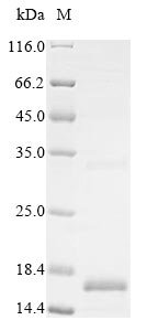Human Bone morphogenetic protein 3 (BMP3) Recombinant Protein, N-10His/C-Myc, Homo sapiens (Human), Yeast, N-terminal 10xHis-tagged and C-terminal Myc-tagged, 16.4 kDa, purity >≥ 85% as determined by SDS-PAGE.