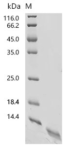 Mouse Guanylate cyclase activator 2B (Guca2b) Recombinant Protein, C-His, Mus musculus (Mouse), Mus musculus (Mouse), C-terminal 6xHis-tagged, 10.9 kDa, purity >≥ 95% as determined by SDS-PAGE.