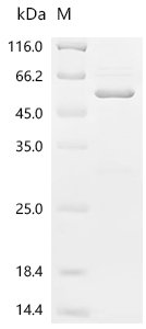 Saponaria officinalis Ribosome-inactivating protein saporin-6 (SAP6) & Streptococcus sp. group G Immunoglobulin G-binding protein G (spg) Recombinant Protein, Saponaria officinalis, E.coli, C-terminal 6xHis-tagged, 51.8 kDa, purity >≥ 85% as determined by SDS-PAGE.