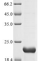 Oryza sativa subsp. japonica 13 kDa prolamin C (PROLM25) Recombinant Protein - BioCrest Sci