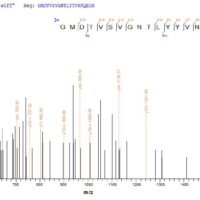 Human respiratory syncytial virus A Fusion glycoprotein F0 (F), partial Recombinant Protein, N-His - BioCrest Sci