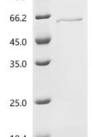 Mouse Cytochrome P450 2C70 (Cyp2c70) Recombinant Protein - BioCrest Sci