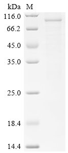 Human Diacylglycerol kinase alpha (DGKA) Recombinant Protein, Homo sapiens (Human), E.coli, N-terminal 6xHis-tagged, 89.5 kDa, purity >≥ 85% as determined by SDS-PAGE.