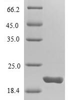 Human 7,8-dihydro-8-oxoguanine triphosphatase (NUDT1) Recombinant Protein, Tag-Free - BioCrest Sci