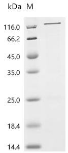 Human Amphiphysin (AMPH) Recombinant Protein, Homo sapiens (Human), E.coli, N-terminal 10xHis-tagged and C-terminal Myc-tagged, 81.3 kDa, purity >≥ 85% as determined by SDS-PAGE.
