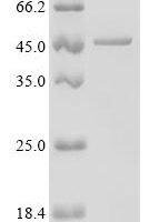 Human Branched-chain-amino-acid aminotransferase, mitochondrial (BCAT2) (L39K) Recombinant Protein - BioCrest Sci