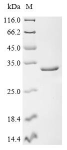 Human Double-stranded RNA-specific adenosine deaminase (ADAR), partial Recombinant Protein, N-GST, Homo sapiens (Human), E.coli, N-terminal GST-tagged, 35.0 kDa, purity >≥ 85% as determined by SDS-PAGE.