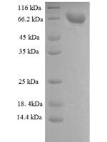 Rat Dipeptidyl aminopeptidase-like protein 6 (Dpp6), partial Recombinant Protein - BioCrest Sci