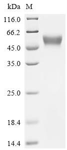 Feline herpesvirus 1 Envelope glycoprotein D (US6), partial Recombinant Protein, C-10His, Mammalian cell, C-terminal 10xHis-tagged, 36.5 kDa, purity >≥ 95% as determined by SDS-PAGE.≥ 95% as determined by SEC-HPLC.