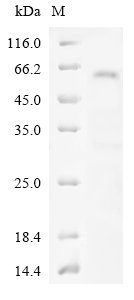 Human Platelet-derived growth factor receptor beta (PDGFRB), partial Recombinant Protein, Homo sapiens (Human), E.coli, N-terminal 6xHis-GST-tagged, 54.6 kDa, purity >≥ 85% as determined by SDS-PAGE.