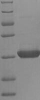 Mouse-ear cress 2-Cys peroxiredoxin BAS1, chloroplastic (BAS1) Recombinant Protein - BioCrest Sci