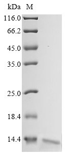 Escherichia coli Ribonuclease E (rne), partial Recombinant Protein, Escherichia coli (strain K12), Yeast, C-terminal 6xHis-Myc-tagged, 13.9 kDa, purity >≥ 95% as determined by SDS-PAGE.