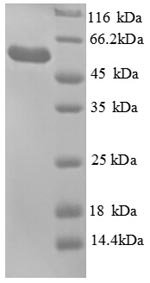 Escherichia coli Glycerol kinase (glpK) Recombinant Protein, Escherichia coli (strain K12), E.coli, N-terminal 6xHis-tagged, 60.1 kDa, purity >≥ 90% as determined by SDS-PAGE.