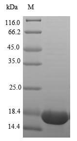 Human Tumor necrosis factor (TNF), partial Recombinant Protein, Homo sapiens (Human), E.coli, C-terminal 6xHis-tagged, 19.4 kDa, purity >≥ 85% as determined by SDS-PAGE.