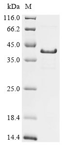 Mesocricetus auratus Syndecan-1 (SDC1), partial Recombinant Protein, Mesocricetus auratus (Golden hamster), E.coli, N-terminal 6xHis-tagged and C-terminal Strep II-tagged, 26.0 kDa, purity >≥ 85% as determined by SDS-PAGE.