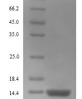 Escherichia coli Thiosulfate sulfurtransferase GlpE (glpE) Recombinant Protein, N-His, aa 1–108, Yeast - BioCrest Sci