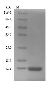 Escherichia coli Thiosulfate sulfurtransferase GlpE (glpE) Recombinant Protein, N-His, aa 1–108, Yeast, Escherichia coli (strain ATCC 8739 / DSM 1576 / Crooks), Yeast, N-terminal 6xHis-tagged, 14.1 kDa, purity >≥ 90% as determined by SDS-PAGE.