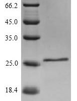 Mouse Interleukin-18 (Il18) Recombinant Protein, N-10His - BioCrest Sci
