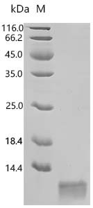 Human C-X-C motif chemokine 5 (CXCL5) Recombinant Protein, Homo sapiens (Human), Mammalian cell, C-terminal 10xHis-tagged, 9.7 kDa, purity >≥ 95% as determined by SDS-PAGE.